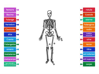 Lo scheletro umano,le ossa principali.