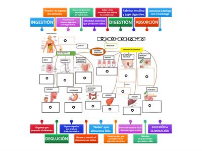 Mapa conceptual : SISTEMA DIGESTIVO (ii) 