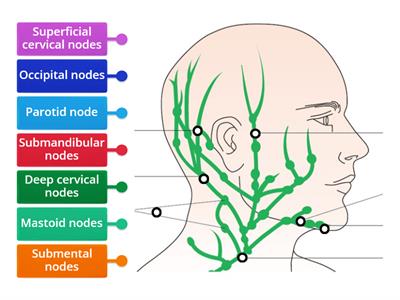 Lymph nodes head and neck