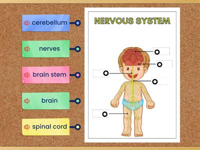 Nervous System