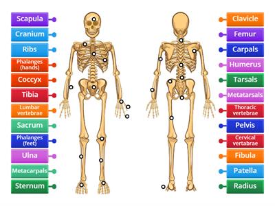 Skeletal system