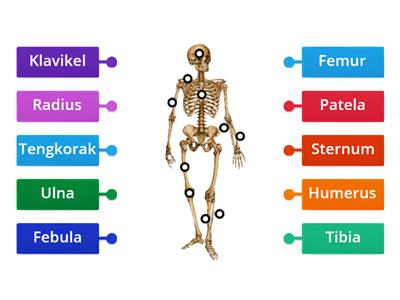 Sistem Rangka Manusia - Teaching Resources