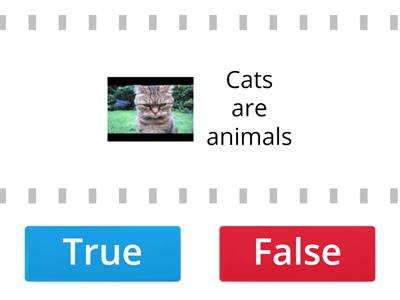 Noun + are + noun: plural 