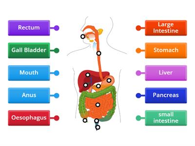 Digestive System