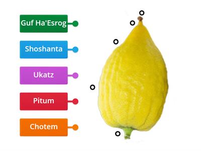 Mishna 6 - Parts of an Esrog