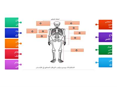 أجزاء الهيكل العظمي