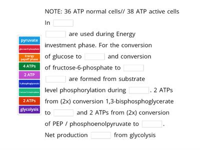 Describe how one molecule of glucose is able to produce 36 ATP via aerobic respiration.