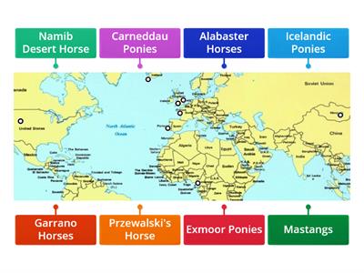 Wild Horse Breeds