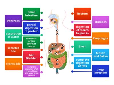  Digestive system