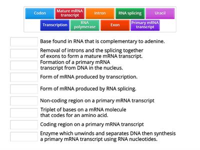 HHB 1.3 Transcription and RNA splicing