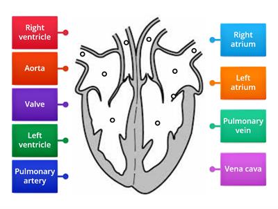 Label the Heart diagram (L5)