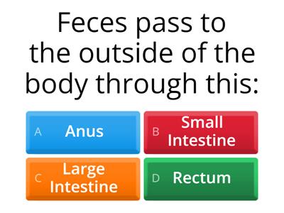 A JOURNEY THROUGH THE DIGESTIVE SYSTEM - FLASH CARDS