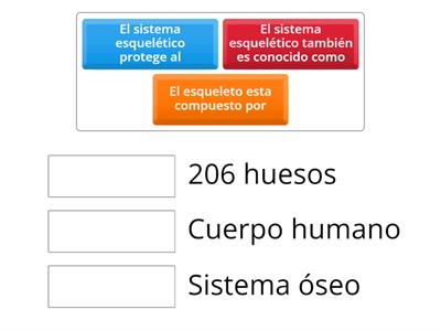 Sistema esquelético