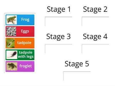 Frog Life Cycle