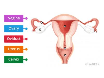 Female Reproductive System KS3