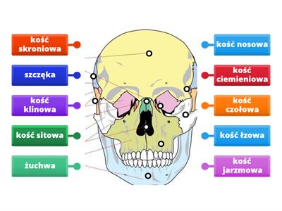 Budowa czaszki