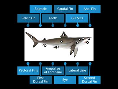 Shark Anatomy 101