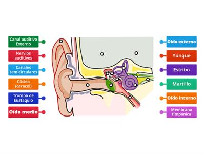 ANATOMÍA DEL OIDO 