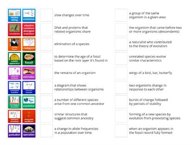 Patterns of Evolution