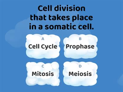 mitosis