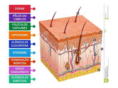 CAMADAS DA PELE HUMANA