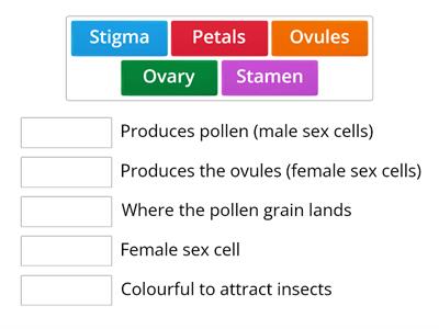 Flower parts (level 3)