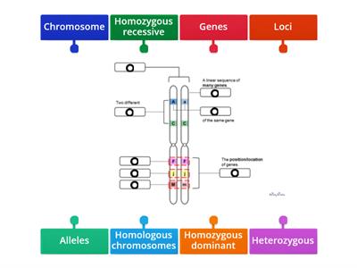 Terminologies Used In Genetic