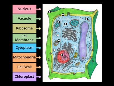 Plant Cell 8.13A