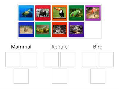 Mammals, Birds and Reptiles