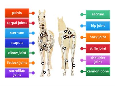 Horse bone structure 