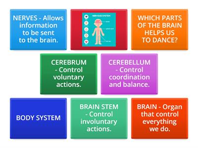 Nervous System (4B) 