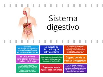 TERCER GRADO- El sistema digestivo 