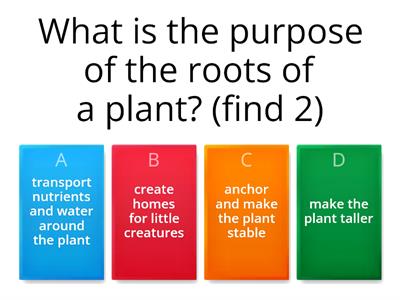  Plants Knowledge Year 3