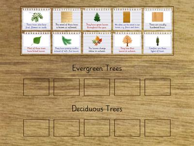 Evergreen/Deciduous Trees