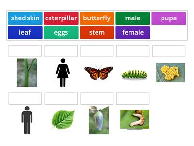 The New Butterfly Vocab