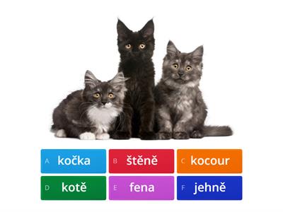  Domácí zvířata 3 - označ tři členy zvířecí rodinky  a zjistíš správnost
