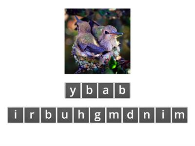 baby birds anagram