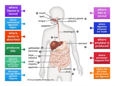 Functions of the digestive system