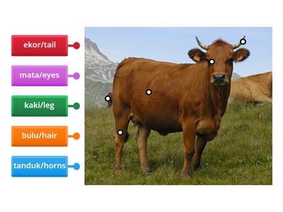 Labelkan bahagian tubuh lembu