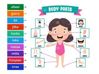 Body parts (Afaan Oromo)