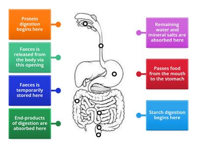 Human digestive system