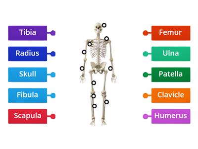 C02. Skeletal. Sys. (4) The skeleton