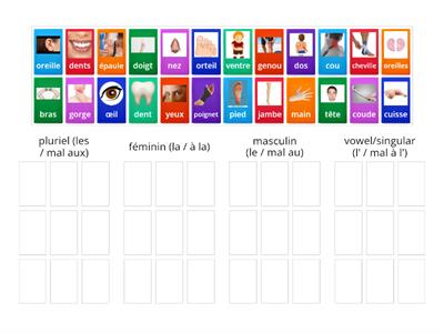 Les parties du corps