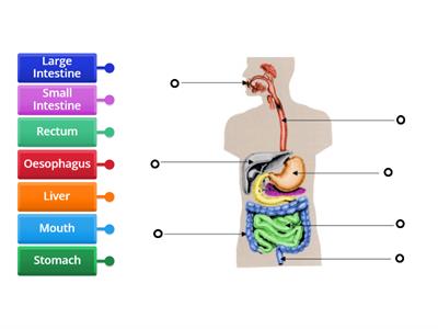 The Digestive System