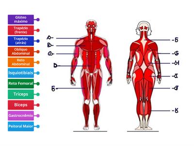 Sistema Muscular - Ricarti