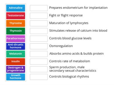 Endocrine Hormone Functions