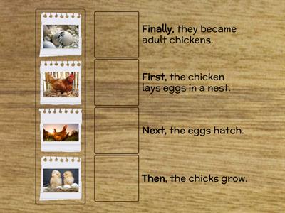 Phases of chicken's life cycle