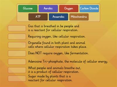 Cellular Respiration Vocabulary