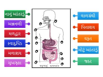 ધોરણ 7 પ્રકરણ 2 પાચનતંત્ર 