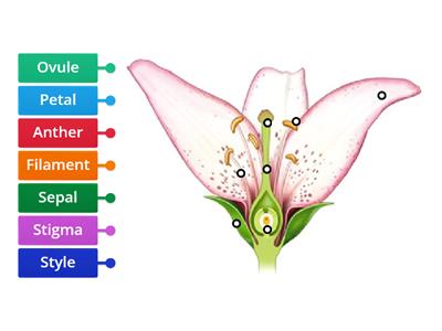 P5 Flowering Plant Reproduction (parts of flowers)